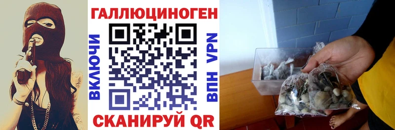 сколько стоит  Черемхово  Псилоцибиновые грибы Cubensis 